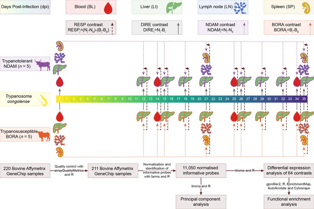 David MacHugh (@david_machugh) on Twitter photo Our new #FunctionalGenomics study of #trypantolerance in African cattle. Great work <a href="/GillianMcHugo/">Gillian McHugo</a> & collabs inc. <a href="/james_akw/">Séamus Mac an Bháird</a> <a href="/kmeade11/">Kieran Meade</a>, <a href="/emmelinehill/">Emmeline Hill</a> <a href="/Tom_JHall/">Tom</a> Support: <a href="/IrishResearch/">We are now Research Ireland</a> <a href="/ucdagfood/">UCD School Ag & Food</a> <a href="/UCD_Research/">UCD Research</a> <a href="/UCD_OneHealth/">One Health Research</a> <a href="/GenomicsCRT/">Genomics Data Science - SFI CRT</a> <a href="/UCD_Conway/">UCD Conway Institute</a>
doi.org/10.1371/journa… Our new #FunctionalGenomics study of #trypantolerance in African cattle. Great work <a href="/GillianMcHugo/">Gillian McHugo</a> & collabs inc. <a href="/james_akw/">Séamus Mac an Bháird</a> <a href="/kmeade11/">Kieran Meade</a>, <a href="/emmelinehill/">Emmeline Hill</a> <a href="/Tom_JHall/">Tom</a> Support: <a href="/IrishResearch/">We are now Research Ireland</a> <a href="/ucdagfood/">UCD School Ag & Food</a> <a href="/UCD_Research/">UCD Research</a> <a href="/UCD_OneHealth/">One Health Research</a> <a href="/GenomicsCRT/">Genomics Data Science - SFI CRT</a> <a href="/UCD_Conway/">UCD Conway Institute</a>
doi.org/10.1371/journa…