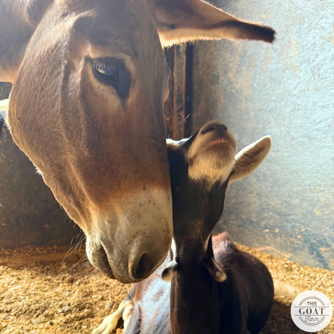 TheGOATFarmLLC's tweet photo. Have a touching #Two4Tuesday. 💕 https://t.co/ZZLENPtyOb