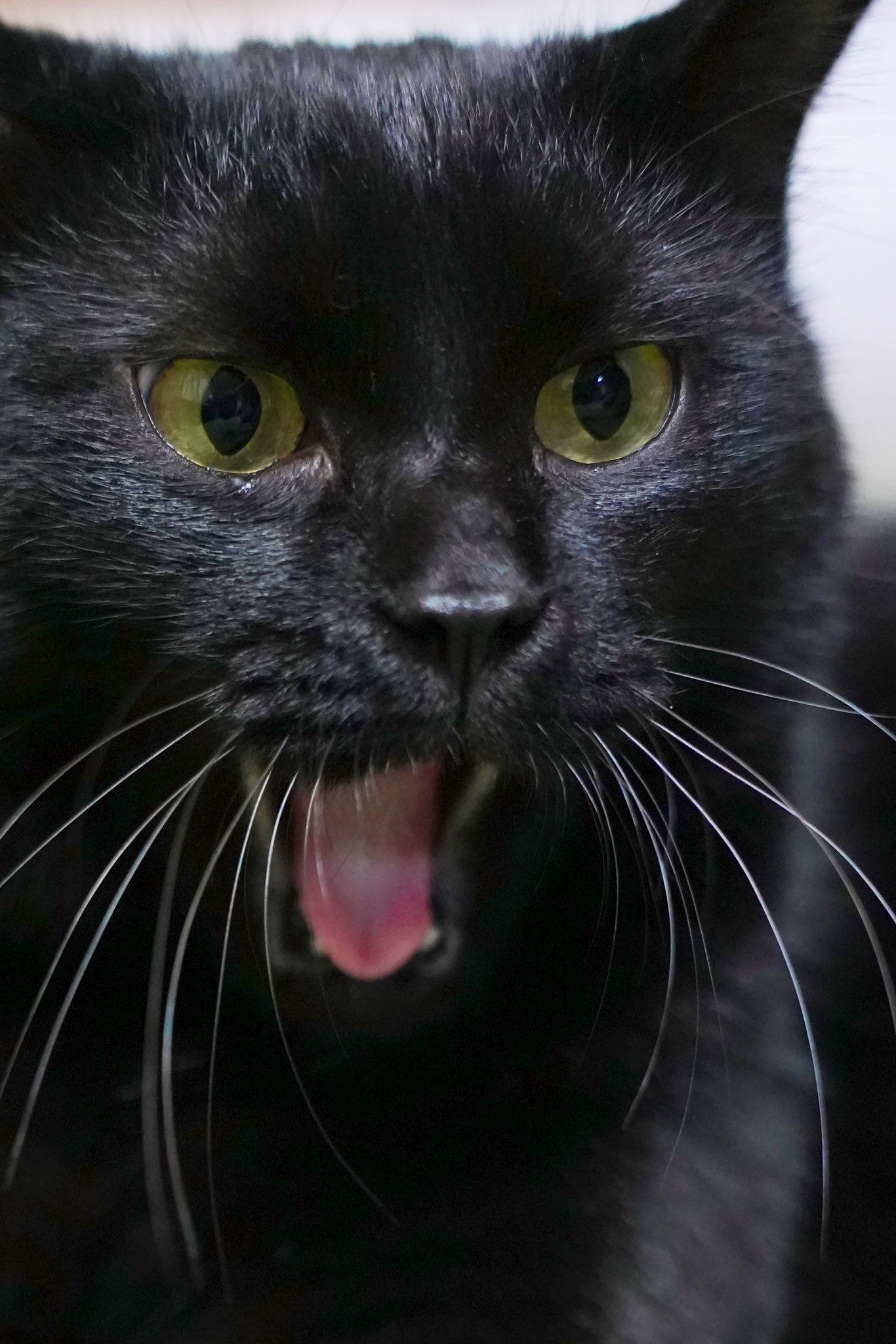 あくびねこページ あくび猫 | 南條 竹則 |本 | 通販 | Amazon