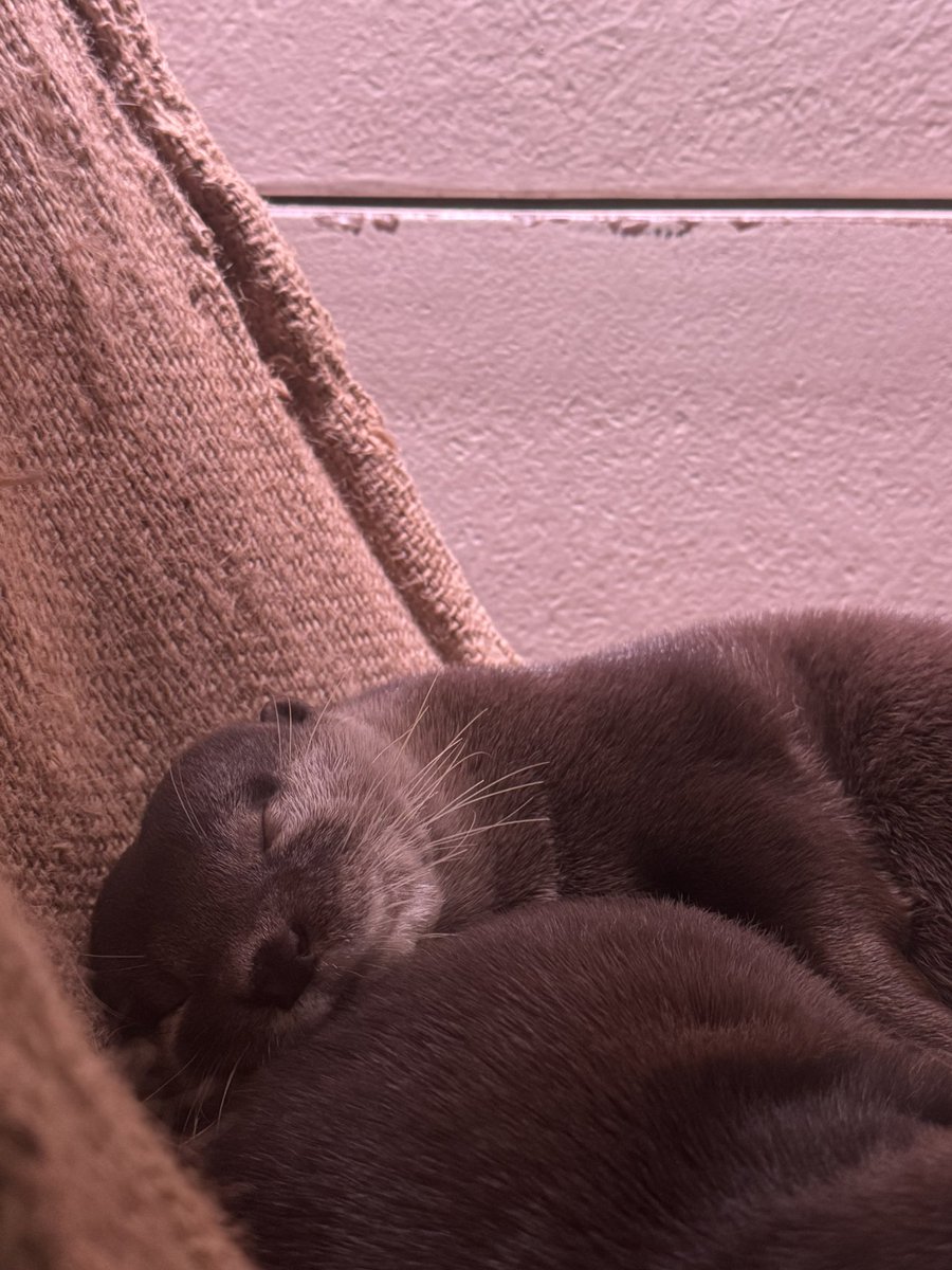 今日のたいようみつば