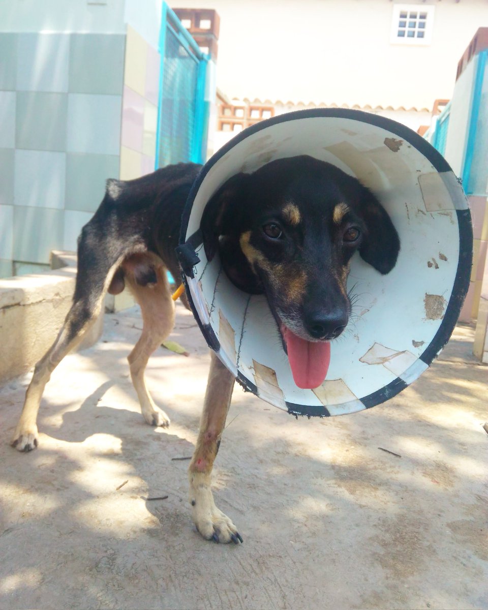 Ariannycrs's tweet photo. Apareció frente a mi casa con una pata menos. Hoy tiene la mejor vida que un perro puede tener y aunque le sigue faltando una pata, ahora tiene una familia que lo ama. https://t.co/6nUqCEzl2F