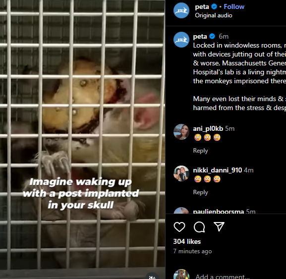 Wukong the viral darwin monkey is currently being kept in very harsh conditions and PETA is trying to save him

I'm making a bags coin for him and donating 100% of the fees to <a href="/peta/">PETA</a> to help Wukong
#SAVEWUKONG 
instagram.com/reel/DM-VuLKNA…
