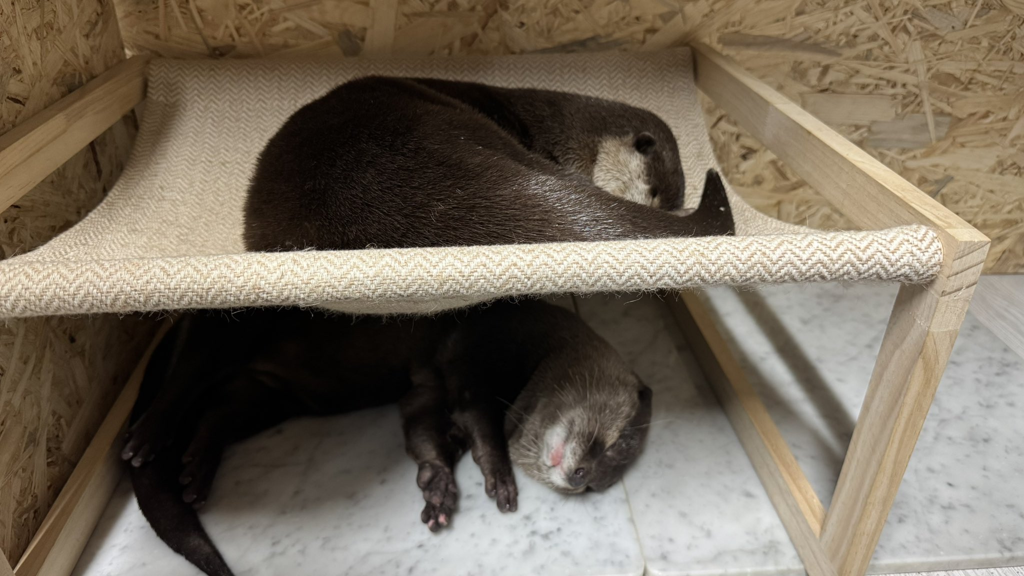 カワウソ♡ HANSA（ぬいぐるみ） BH3813 カワウソ HANSA 獺 かわうそ