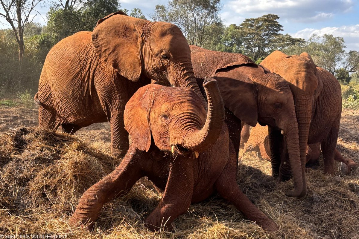 SheldrickTrust's tweet photo. Located in Nairobi National Park, our Nursery provides round-the-clock care for Kenya's youngest and most vulnerable rescued orphan elephants. From specialist milk formula every three hours to cosy hay-filled stables, where each elephant shares their bedroom with a Keeper to ensure they're never alone, we create a loving environment where orphans can heal and grow.

Enjoying a game in a pile of lucerne they stumbled across, Kamili, Mzinga, Taroha and Weka are four of our current Nursery herd. You can meet the whole herd and support their journeys back to the wild through an adoption, at: https://t.co/yHNgNRlBuO