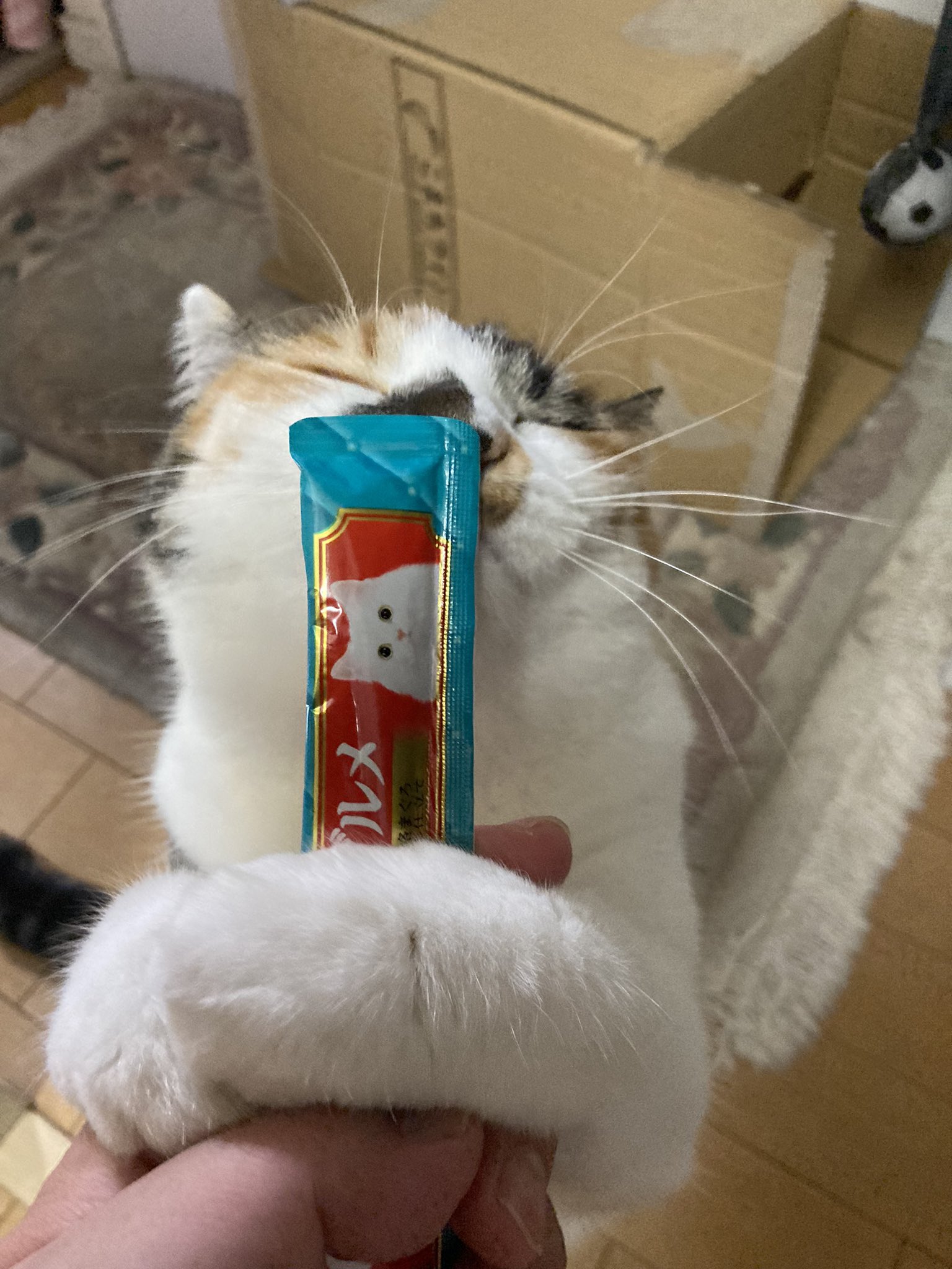猫M 最終値下げしました！ じゃむ猫 on X: 