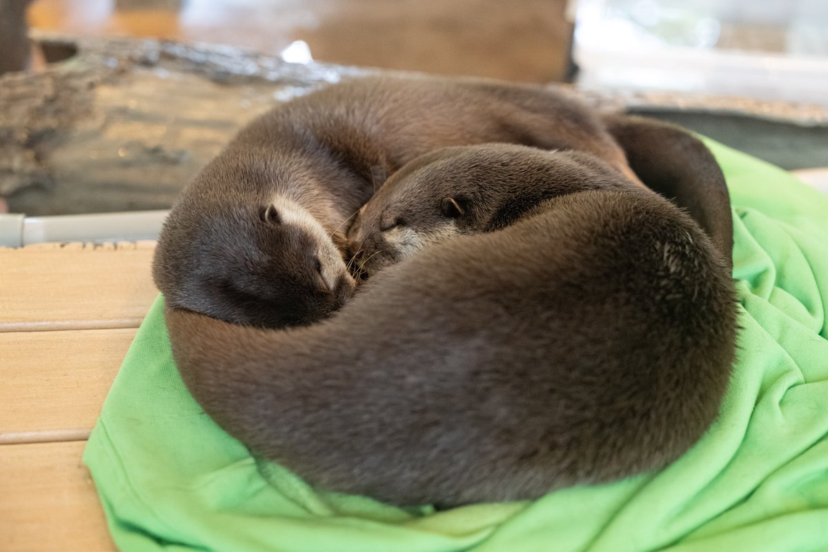 カワウソ梅 カワウソ 60 | HANSA