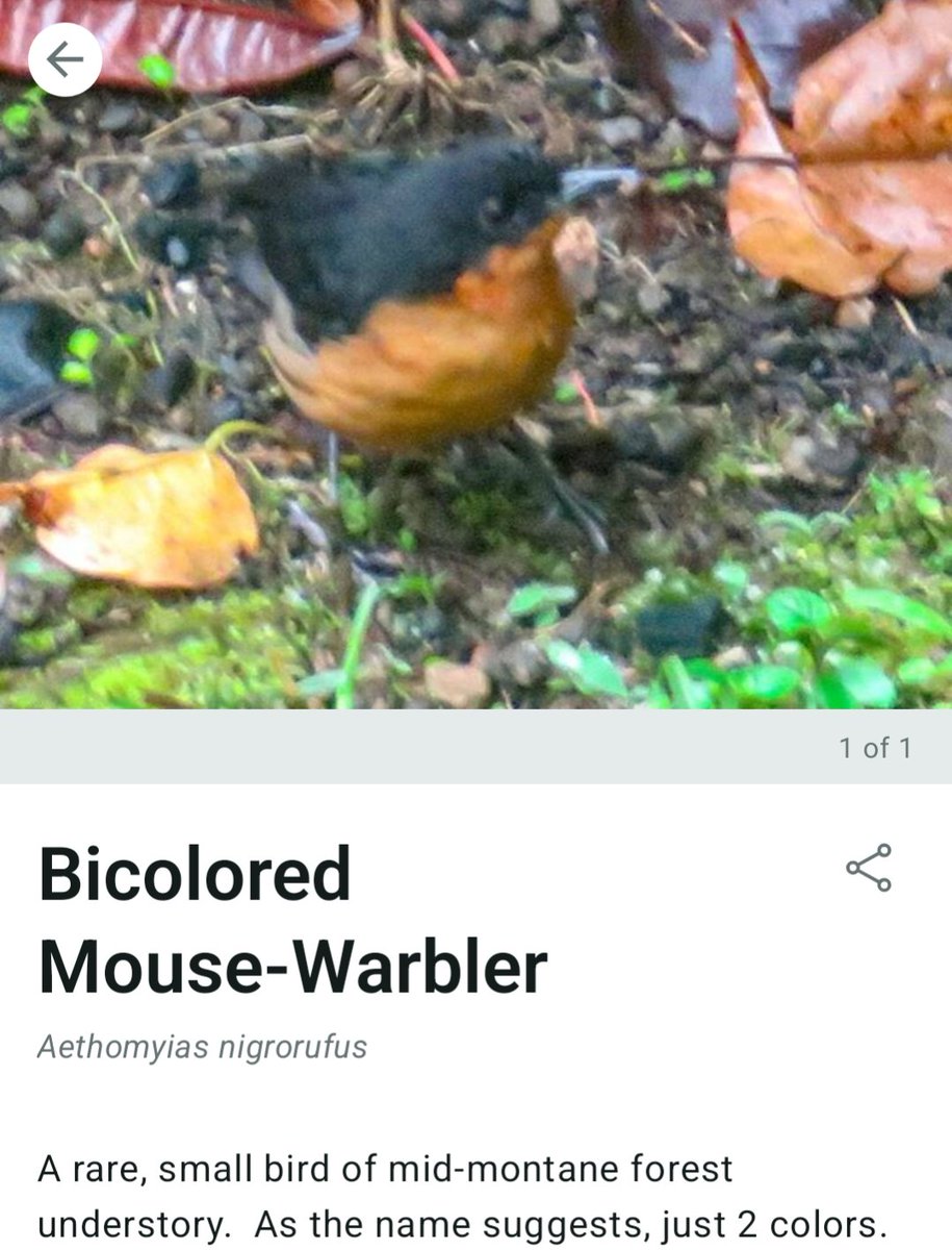 As the name suggests, just 2 colors