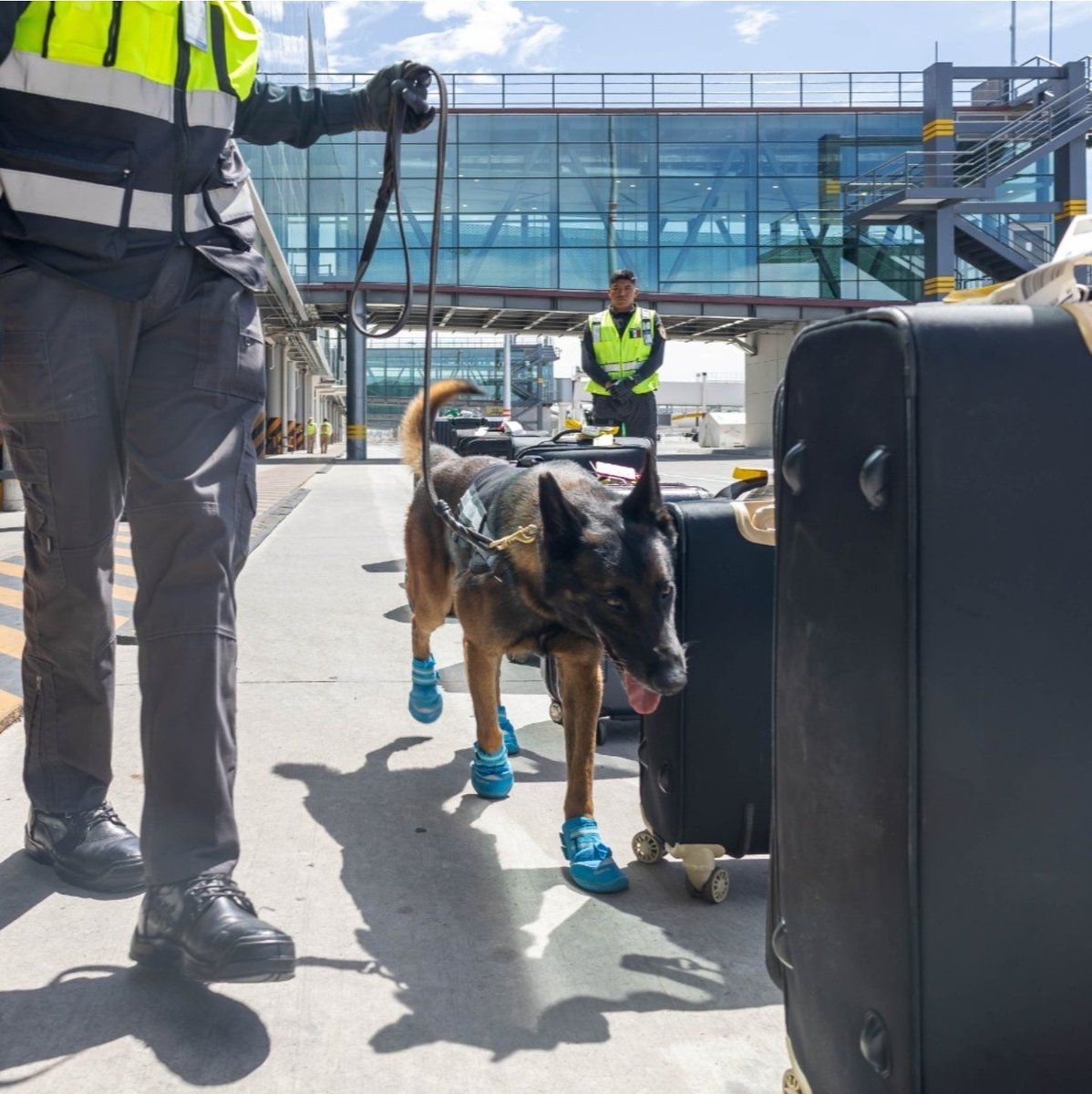 Lety Varela (@letyvarela) on Twitter photo Agradecemos a <a href="/aifaaero/">Aeropuerto Internacional Felipe Ángeles</a> su atención y pronta resolución de este asunto, en beneficio de los 🐶🐕🦮 que comparten espacio con ustedes.
Gracias 👮🏻♂️👮🏻♀️ Agradecemos a <a href="/aifaaero/">Aeropuerto Internacional Felipe Ángeles</a> su atención y pronta resolución de este asunto, en beneficio de los 🐶🐕🦮 que comparten espacio con ustedes.
Gracias 👮🏻♂️👮🏻♀️