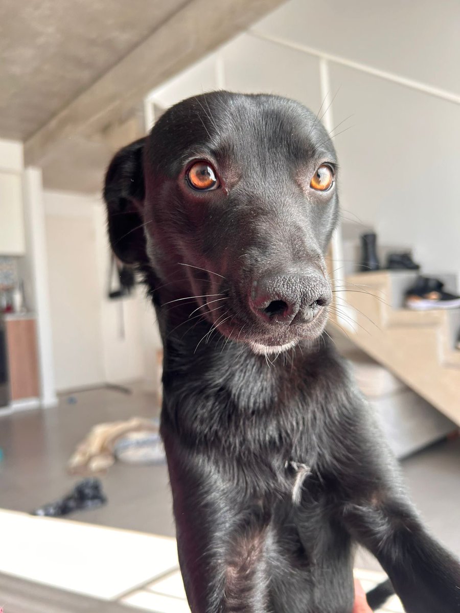 Sofitorrielli's tweet photo. @soyLupeNoJuli @santibieza Si no lo estaria viendo en este preciso momento, creería que me robaste a mi perro. Habemus gemelos https://t.co/LyqRvTM46g