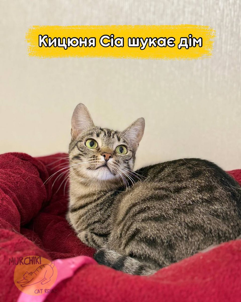 MurchikiUa's tweet image. ‼️ Сіа шукає дім ‼️
Ця неймовірна кицюня потрапила в притулок після евакуації в Покровську. Сіа була наляканою, несоціальною та трохи шипучою кицею 😿 Але завдяки спільним зусиллям працівників притулку та волонтерів вона поступово розкривається та вчиться довіряти людям 🫶…