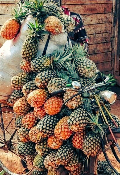 VisitNgoma's tweet photo. Inanasi ni kimwe mu bihingwa ndangakarere ka #Ngoma aho gihingwa ku buso bwa hegitari zirenga 6,000 mu mirenge ya #Mugesera #Sake #Zaza

Koperative KOABANAMU muri #Mugesera izihinga kuri hegitari 1900, ikagemura toni 50 ku ruganda @AlwaysInyange  n'andi masoko hanze

#VisitNgoma https://t.co/Yb156gkTZd