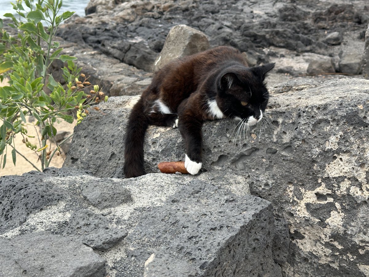 Valentin Dias tweet media