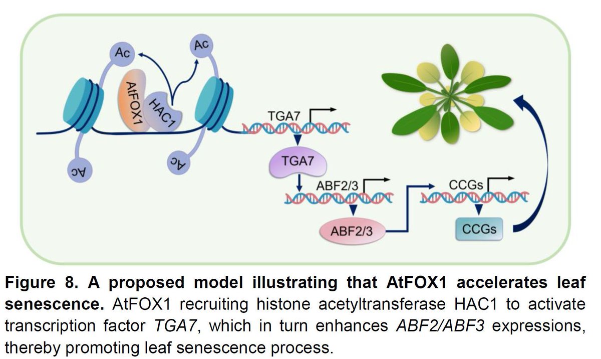 FORKHEAD BOX1 promotes leaf senescence via the histone acetyltransferase HAC1 and the transcription factors TGA7 and ABF2/3 (Yaning Zhao , Hairong Liu , Jie Cao , et al) doi.org/10.1093/plcell… #Plantsci @aspb