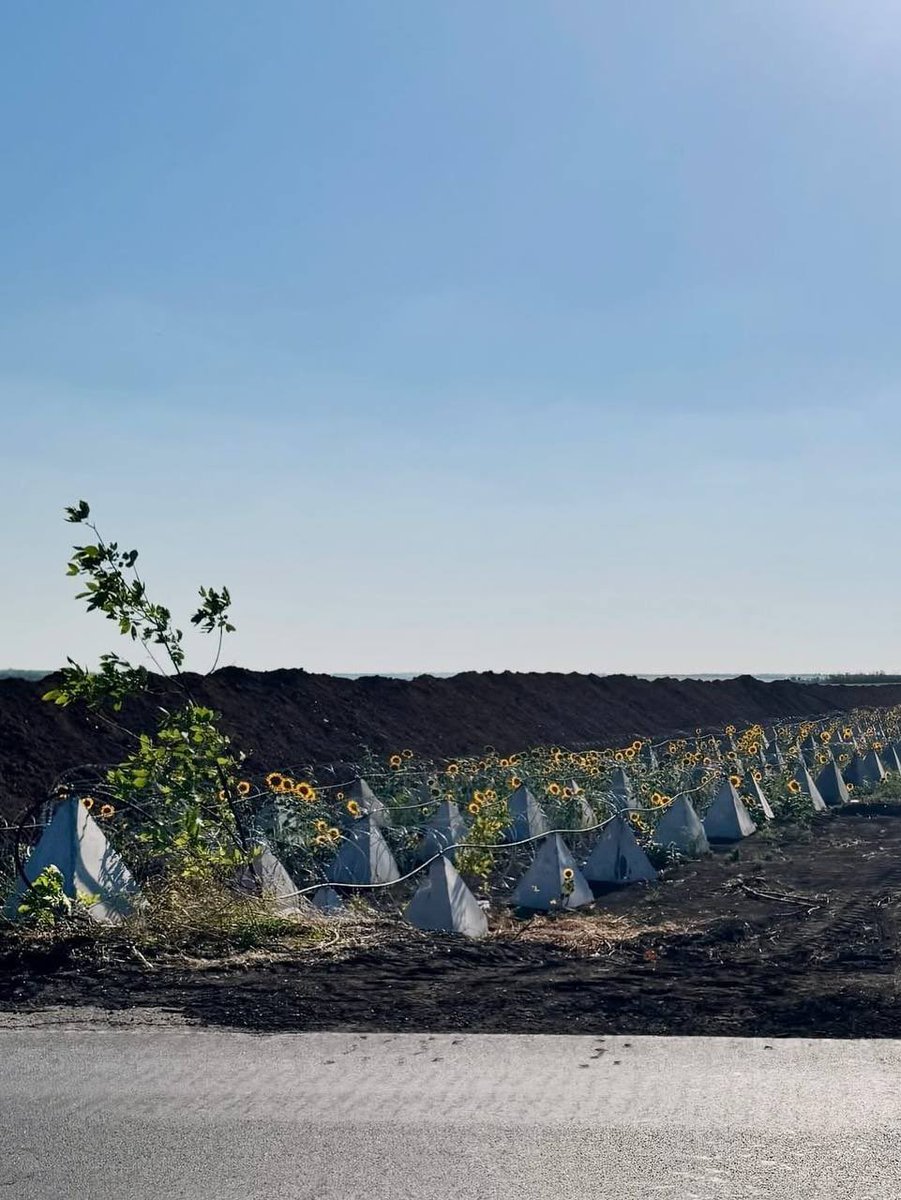 There are millions of photos from the war in Ukraine, but these two images perfectly illustrate the conflict: sunflowers, symbolizing both hope and Ukraine, growing among barbed wire and dragon's teeth, which represent the harsh realities of war.