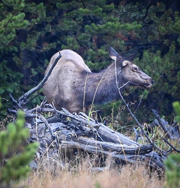 db_persoectives's tweet image. Yellowstone