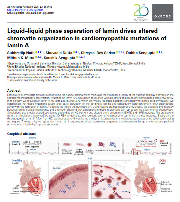 Shuvadip Dutta (@duttashuvadip) on Twitter photo Our new work "Liquid–liquid phase separation of lamin drives altered chromatin organization in cardiomyopathic mutations of lamin A" is now out in NAR.
Experiments by <a href="/Subhradip1225/">Subhradip Nath</a>, Shreyasi & Duhita.
Led by <a href="/mithunmittir/">mithunmittir</a> & Kaushik Sengupta.
🔗shorturl.at/q5qr3 Our new work "Liquid–liquid phase separation of lamin drives altered chromatin organization in cardiomyopathic mutations of lamin A" is now out in NAR.
Experiments by <a href="/Subhradip1225/">Subhradip Nath</a>, Shreyasi & Duhita.
Led by <a href="/mithunmittir/">mithunmittir</a> & Kaushik Sengupta.
🔗shorturl.at/q5qr3