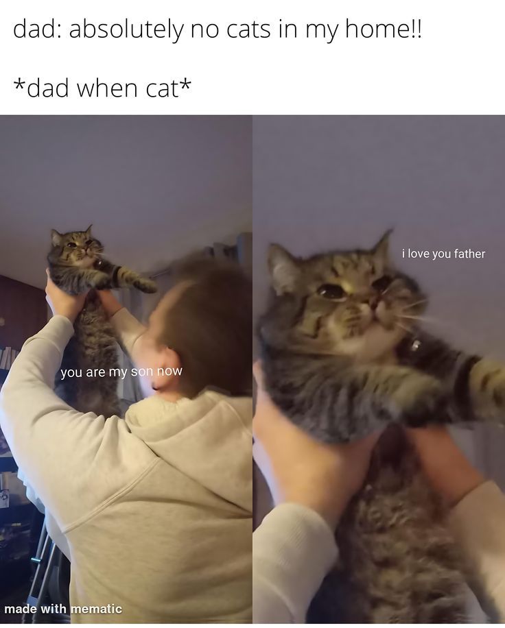 Why you should have a cat (@shouldhavecat) on Twitter photo 