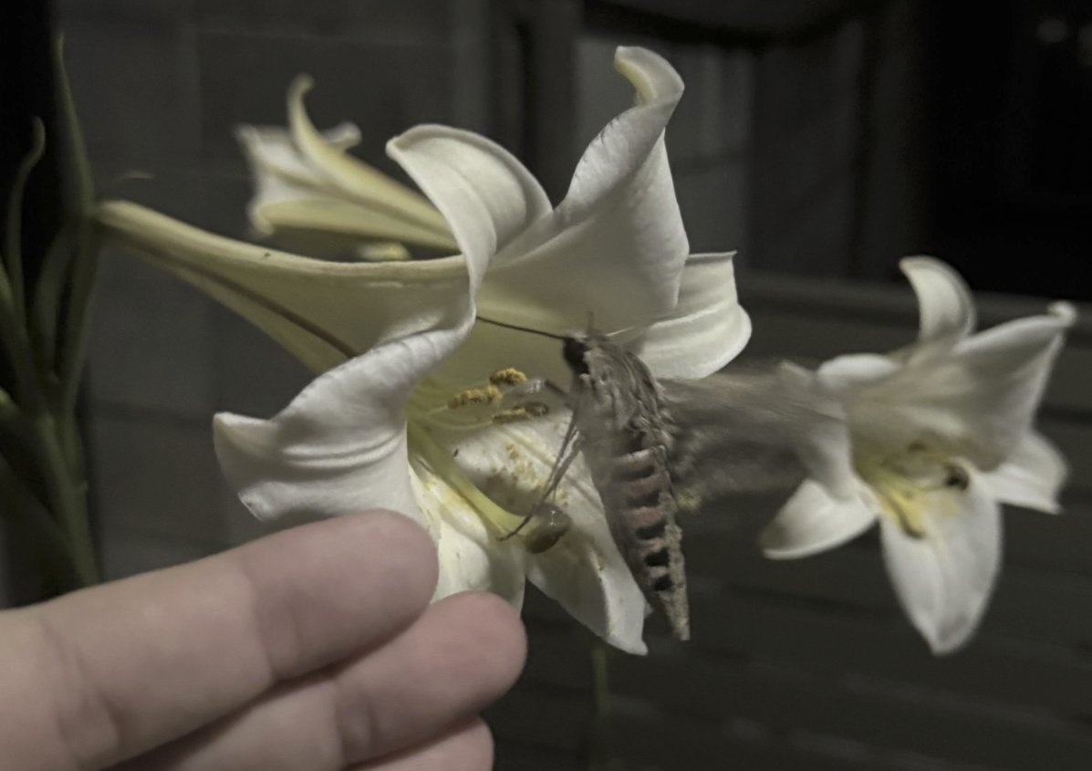 went on an impromptu night time 4 mile walk and saw this massive moth which i have determined is a convolvulus hawk-moth..... in the dark i thought it was an actual hummingbird but there aren't any hummingbirds in japan