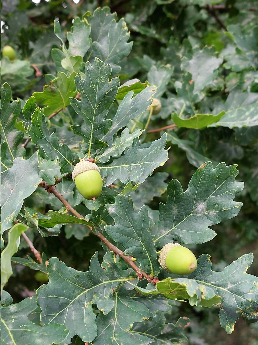 En de herfst komt ook voorzichtig om de hoek. Ik zie er naar uit!