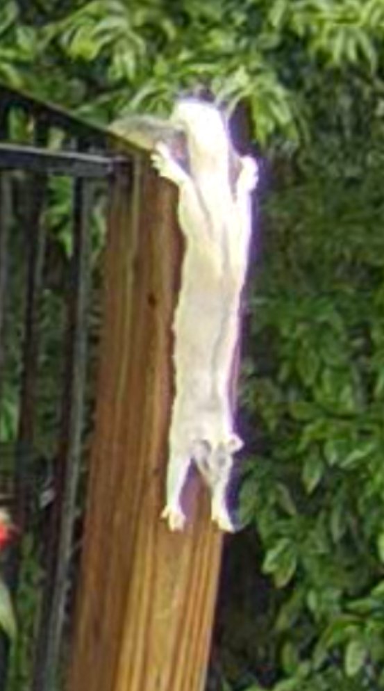 Squirrel stretching on our  deck.