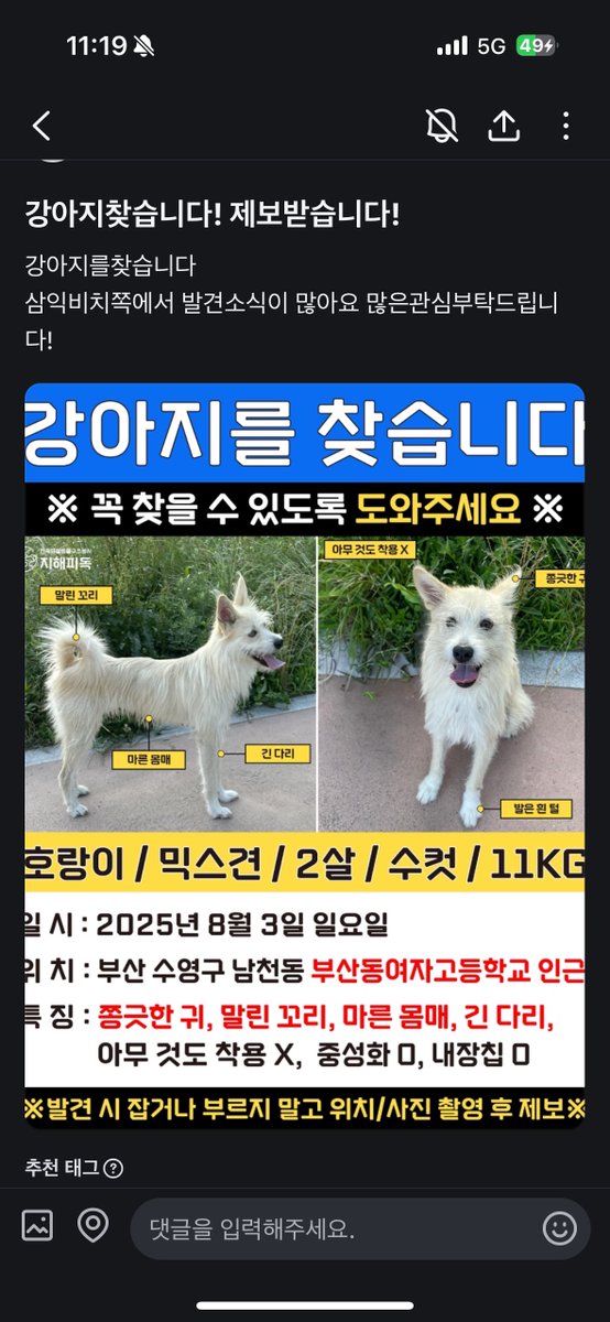 당근을 보니 삼익비치쪽에서 목격문의가 많나봐요 광안리나 삼익비치쪽에 계신분들은 유심히 봐주세요