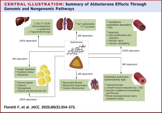 New in <a href="/JACCJournals/">JACC Journals</a> a review led by #HFC member <a href="/JavedButler1/">Javed Butler</a> explores the role of aldosterone in heart failure (HF) and chronic kidney disease (CKD), and the residual risk that persists despite steroidal and nonsteroidal MRAs. 

jacc.org/doi/10.1016/j.…