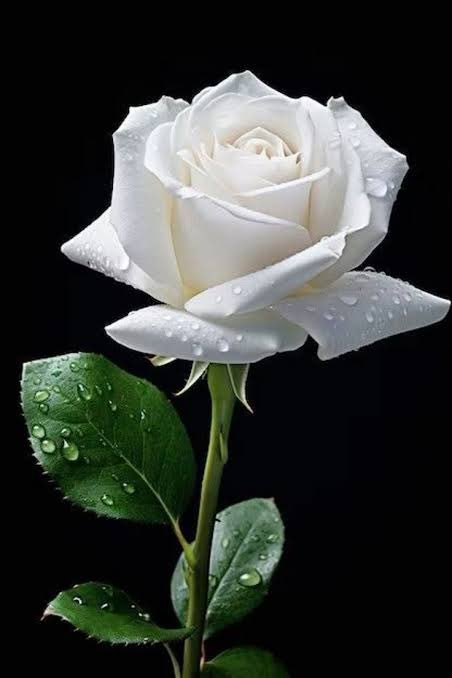 وصالِ نبی کریم صلی اللہ علیہ وسلم کے آخری لمحات😢
⸻
💔

: ازواج مطہرات سے اجازت اور حجرہ عائشہ رضی اللہ عنہا کی طرف روانگی!

وفات سے تین دن قبل، جب رسول اللہ صلی اللہ علیہ وسلم اُم المومنین حضرت میمونہ رضی اللہ عنہا کے حجرے میں تشریف فرما تھے، آپ نے ارشاد فرمایا: ’’میری بیویوں