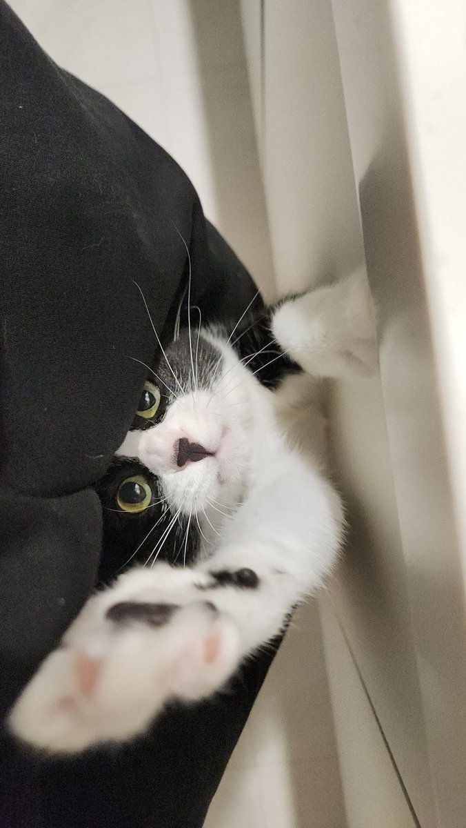 싱크대 앞에 서있는데 사람 바지끈 잡아당기고 싶어서 가랑이 사이에 들어와서 난리임 저리 가세요 ..