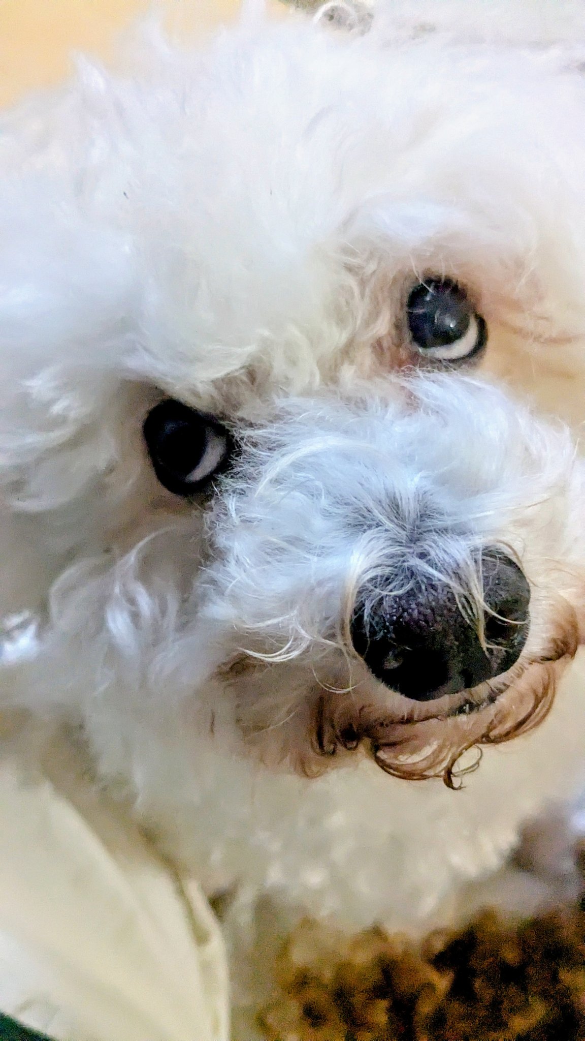 yqyさん　成犬 成犬のチワワ(ロングコート)を探す｜ブリーダーナビ