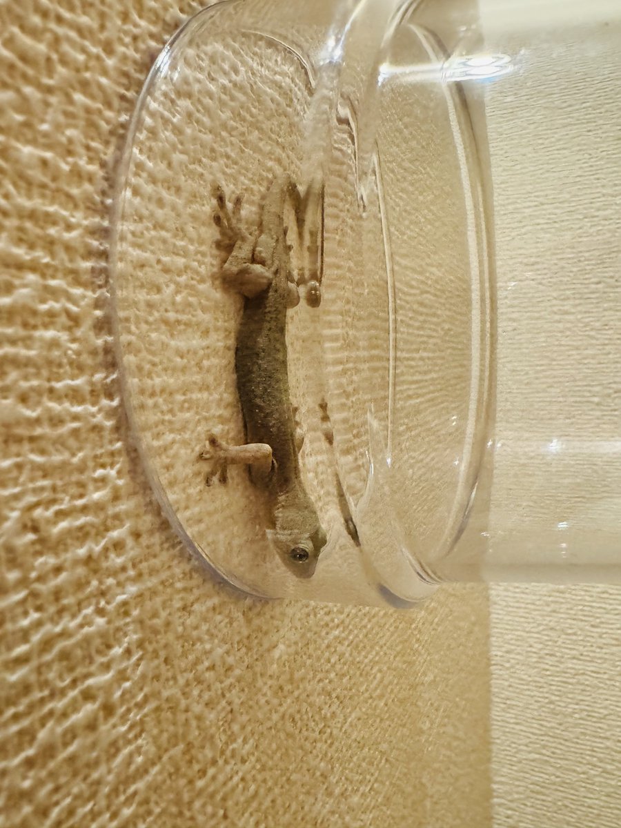 ハァッ…ハァッ…（捕獲）
爬虫類苦手な方も居るかもなので一応センシティブに…！