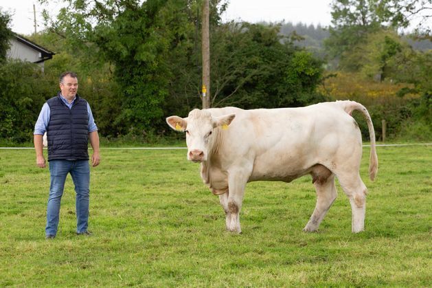 How this Roscommon farmer diversified into three breeds and is selling pedigree bulls for up to €7,000  independent.ie/farming/beef/h…