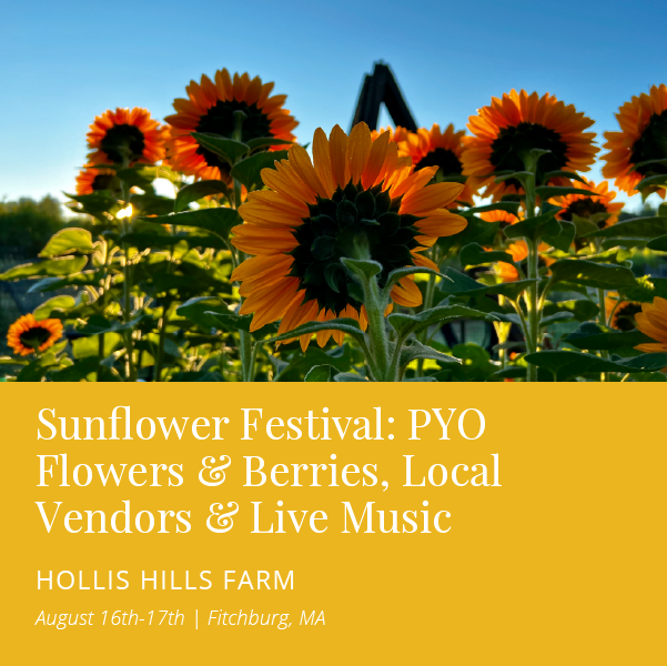 FreedomsWayNHA's tweet photo. 🌻 Sunflower Festival at Hollis Hills Farm is Aug 16–17! PYO blooms, berries, local vendors + live music all weekend 🎶🍓 #FreedomsWayNHA #VisitMA https://t.co/FMUF1hTdu3