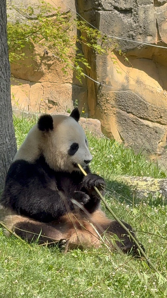 Zoo de beauval avec mon amoureux <a href="/LunhixLoL/">Lunhix</a> j’ai vu le bébé girafe qui est née y’a moins d’un mois 🥺