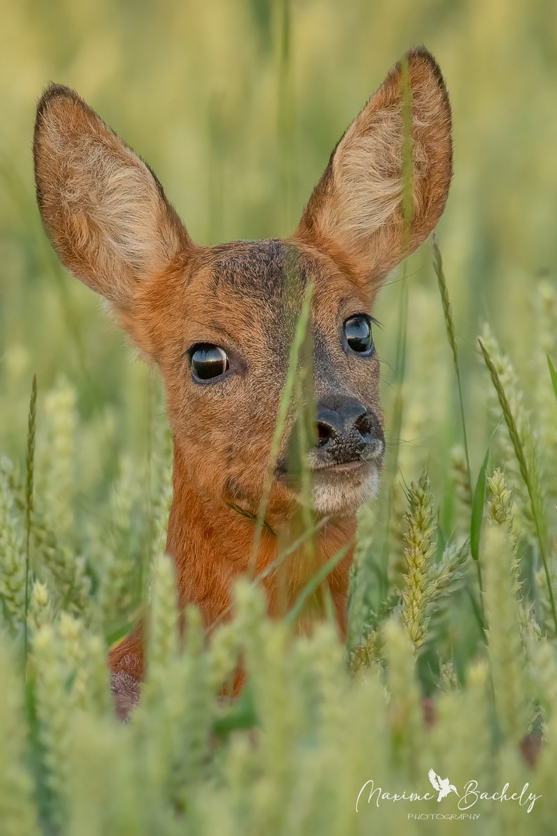 Such a graceful and beautiful animal! 

📸  Max Photography