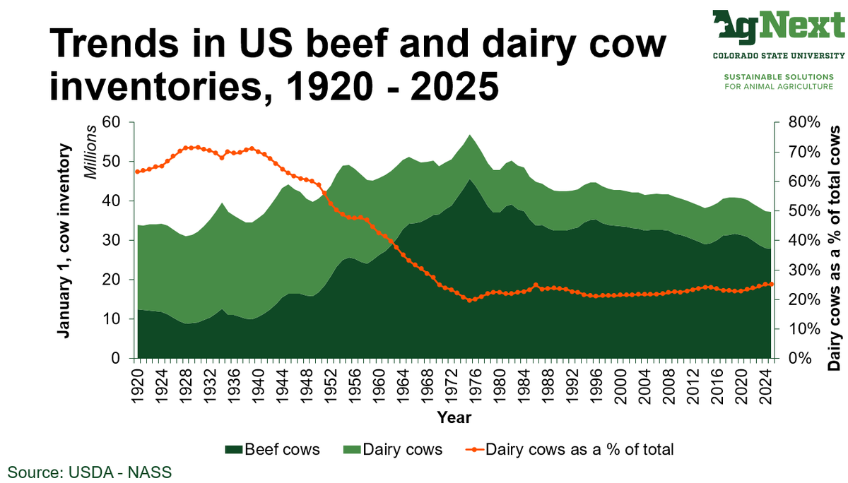 Number of beef &amp; dairy cows in the US since 1920. Since the peak in 1975, the US has 19.7 million fewer cows in 2025. As dairy cows as a % of total have grown in the past two decades, their contribution to the beef supply has become more important