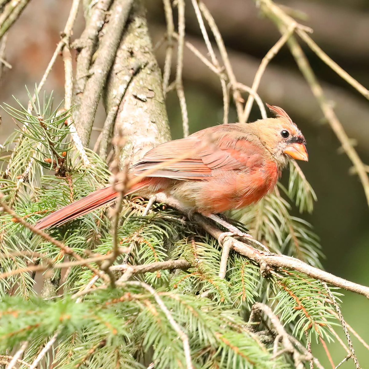 birdhouse_love's tweet image. This female cardinal has a look all her own!
#femalecardinal #femalecardinals #cardinals #cardinal #birds #morningbirding #morningvisit #morningvisitors #morningvisitor #birdlife #ohiobirdworld #ohiobirdlovers #birdlovers #birdwatching #alookallherown