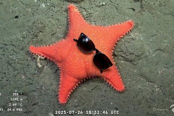 ¿Qué? ¿Cómo? ¡Increíble!