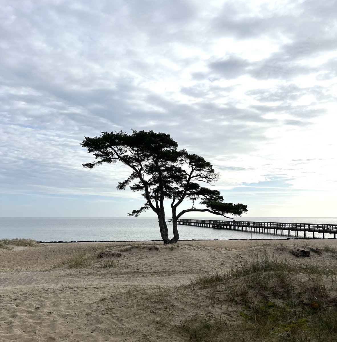 Jessicacrazycat's tweet image. Tuesday is for NFTs!! 🔥

”The lonely pinetree”

1/1. Photography 

0.15 Eth

Collect it through link ⬇️ 

#photography #photoNFT