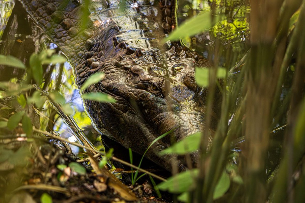 World Tomistoma Day🐊👏 A day to spread the word on crocodilian conservation!  

We can help this beautiful animal by learning more about them, their habitat needs, and supporting sustainable fishing and environmental use.

Learn more about them here: iucncsg.org/pages/Crocodil…