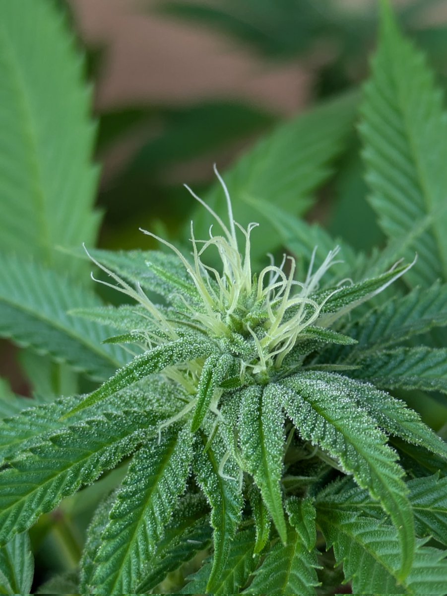 Wie schööön 😍 die Blüten beginnen schon mit dem Glitzerkleid, knapp 4. BW. So kann's weitergehen. ✌️
1. Foto Wibke (RQS White Widow)
2. Foto Philomena (Paradox)
3. Gerlinde (Gelato#33)
Die beiden Witwen sind noch etwas schüchtern, die anderen beiden glitzern schon viel mehr