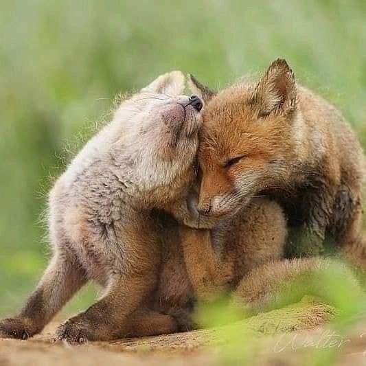 Wild Nature tweet media