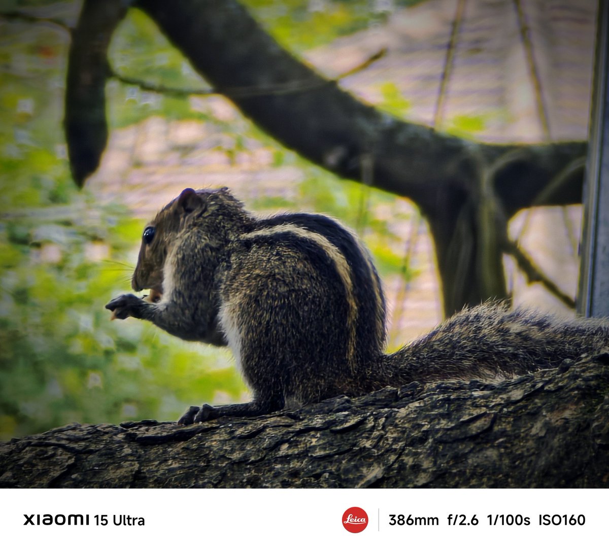 ImtiyaxRK (@imtiyaxrk) on Twitter photo Me: Is that a squirrel? 🤔
#Xiaomi15Ultra: Of course, here you go. 🔍🐿️
#ShotOnSnapdragon
<a href="/atytse/">Alvin T</a> <a href="/mathursudhin/">Sudhin Mathur</a> <a href="/s_anuj/">Anuj Sharma</a> <a href="/sandeep9sarma/">Sandeep Sarma</a> <a href="/gautmeluv/">Gautam Batra</a> <a href="/PrateikDas/">Prateik Das</a> <a href="/Huilgol/">abhishek Huilgol</a> <a href="/manish_lenswork/">Manish</a> <a href="/pixelwithme/">Keerthan Kamath</a> <a href="/Xiaomi/">Xiaomi</a> <a href="/XiaomiIndia/">Xiaomi India</a> <a href="/Snapdragon/">Snapdragon</a> <a href="/Snapdragon_IN/">Snapdragon India</a> Me: Is that a squirrel? 🤔
#Xiaomi15Ultra: Of course, here you go. 🔍🐿️
#ShotOnSnapdragon
<a href="/atytse/">Alvin T</a> <a href="/mathursudhin/">Sudhin Mathur</a> <a href="/s_anuj/">Anuj Sharma</a> <a href="/sandeep9sarma/">Sandeep Sarma</a> <a href="/gautmeluv/">Gautam Batra</a> <a href="/PrateikDas/">Prateik Das</a> <a href="/Huilgol/">abhishek Huilgol</a> <a href="/manish_lenswork/">Manish</a> <a href="/pixelwithme/">Keerthan Kamath</a> <a href="/Xiaomi/">Xiaomi</a> <a href="/XiaomiIndia/">Xiaomi India</a> <a href="/Snapdragon/">Snapdragon</a> <a href="/Snapdragon_IN/">Snapdragon India</a>