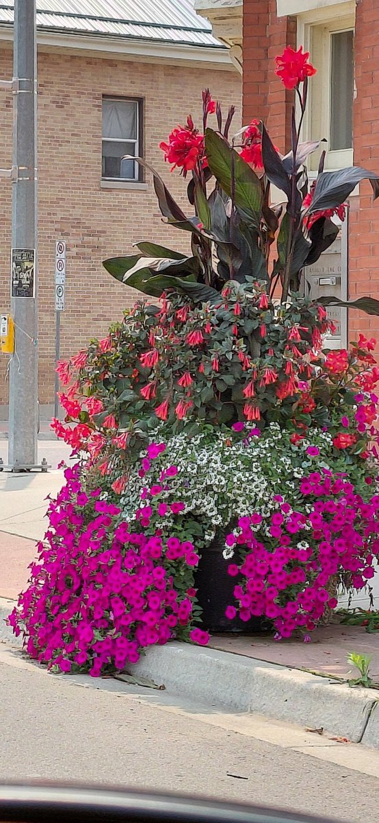 Rob16921's tweet image. My wife and I took a little road trip on the weekend, one of the spots we drove through was the quaint little township of Delhi, ON.
This is how they decorate their street corners on both sides of the street, these planters were 5-6ft tall, just gorgeous!👍👏