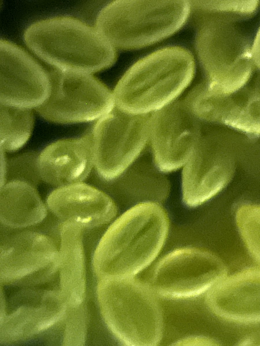 Adventures In Microscopy: Crepe Myrtle Pollen

More observations w my Foldscope 2.0. Plentiful pink flowers w pollen that readily stuck to the tape. ❤️ the yellow green of the reflective lighting at 340X. Enjoy!
#FearlessMicroscopy #STEAM #ScienceIsBeautiful #OutdoorMicroscopy