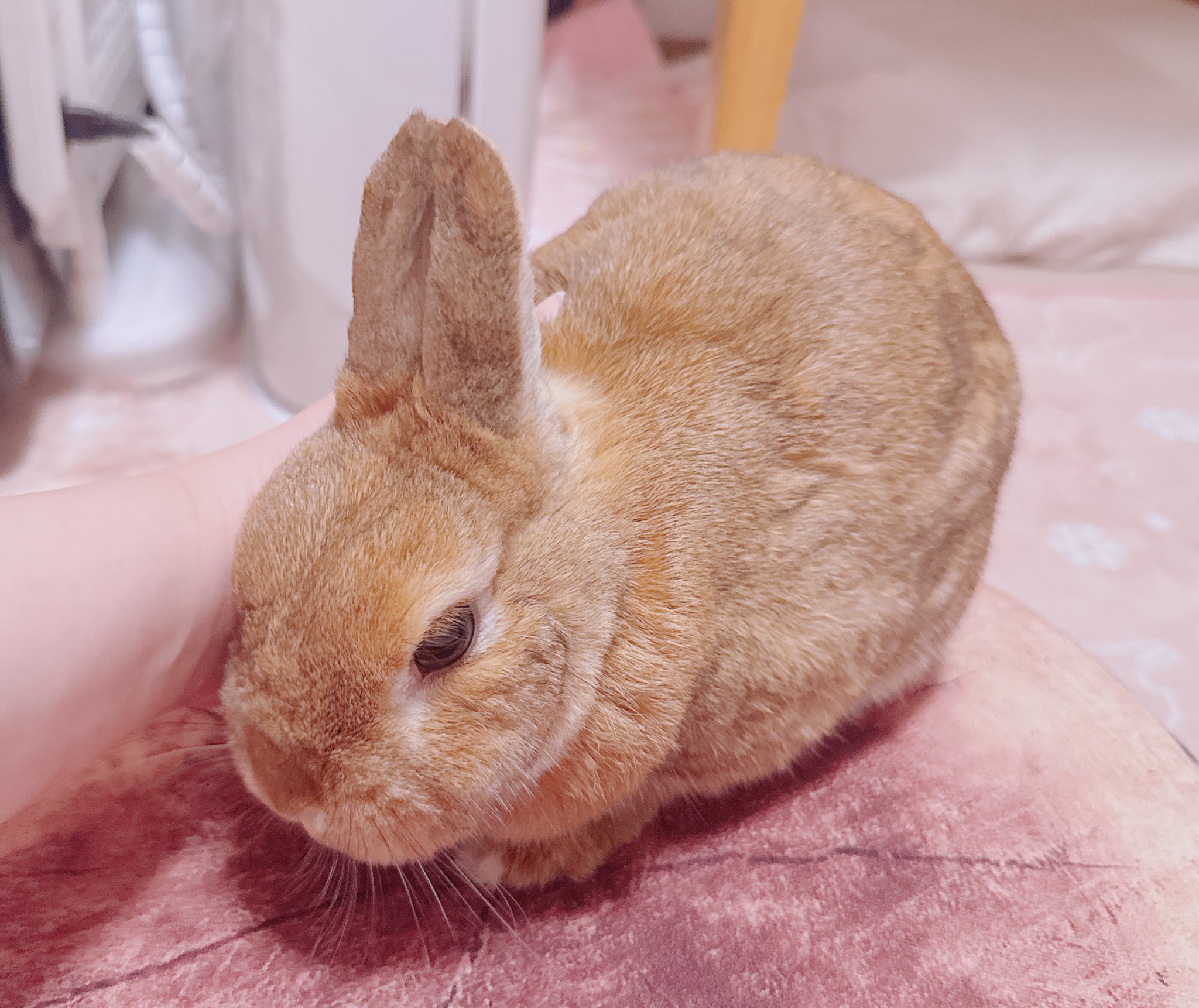 うさこ♡ うさぎの🐰き な 子🌷 on X: 