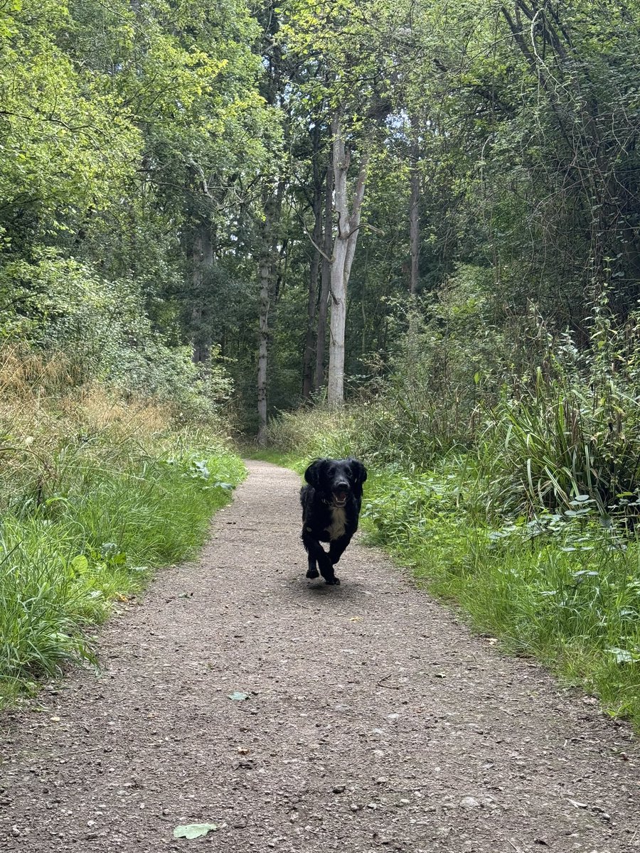 Lee_Rob19's tweet photo. Loves the woods this boy 🐶 https://t.co/Xl1c7hzMBt