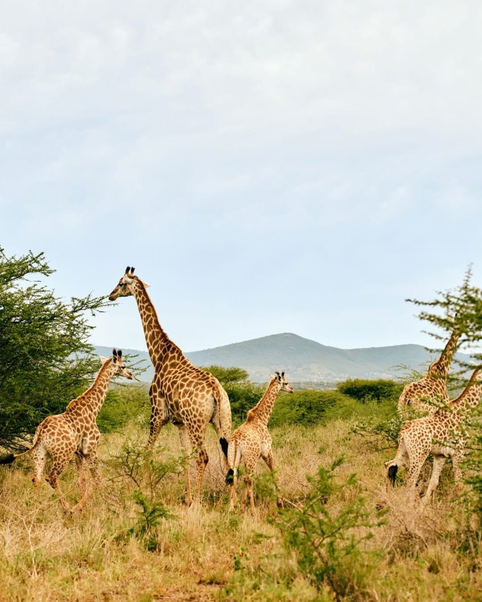 Club Med France tweet media