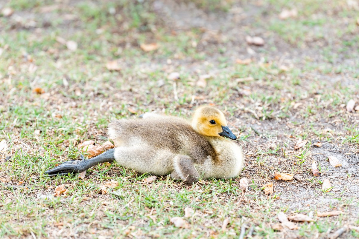 Toronto Public Health (@topublichealth) on Twitter photo ❌Do not touch, feed or handle sick or dead birds.
✅Report sick or dead birds to ttp@trca.ca or call 311
✅If the bird is still alive and accessible from land, report to <a href="/TWC_Wildlife/">Toronto Wildlife Centre</a>
Learn more: toronto.ca/BirdFlu
#H5N1 #AvianInfluenza ❌Do not touch, feed or handle sick or dead birds.
✅Report sick or dead birds to ttp@trca.ca or call 311
✅If the bird is still alive and accessible from land, report to <a href="/TWC_Wildlife/">Toronto Wildlife Centre</a>
Learn more: toronto.ca/BirdFlu
#H5N1 #AvianInfluenza