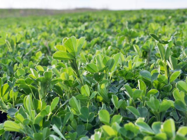 Ohio State Agronomy (@osu_agronomy) on Twitter photo Alfalfa has two main planting windows in Ohio—early spring or later summer/ early fall. Check out this recent C.O.R.N. Newsletter article on considerations for successful late summer establishment at agcrops.osu.edu/newsletter/cor…
<a href="/EGmatcham/">Emma Grace Matcham</a>
#forages #alfalfa #agronomy Alfalfa has two main planting windows in Ohio—early spring or later summer/ early fall. Check out this recent C.O.R.N. Newsletter article on considerations for successful late summer establishment at agcrops.osu.edu/newsletter/cor…
<a href="/EGmatcham/">Emma Grace Matcham</a>
#forages #alfalfa #agronomy