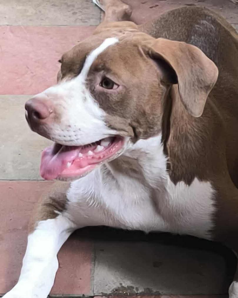 lyssitta's tweet image. #ServicioSocial
SE BUSCA 🚨🚨
#SantaAna

nuestra perrita se nos perdió el día de ayer 4 de agosto y aun no la hemos encontrado  acá en la colonia la Realidad calle a Santa eduvigues  SE DARA RECOMPENSA QUIEN ME LA ENCUENTRE Y ENTREGUE se llama Wanda tiene 6 meses, el número de…
